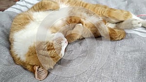 Sleeping cat. The ginger cat is curled up in a ball on the bed