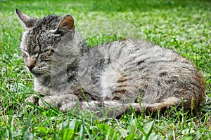 Sleeping cat on the grass