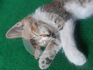 Sleeping cat on the green carpet. She is so enjoy her kidnap. Looking for good place.