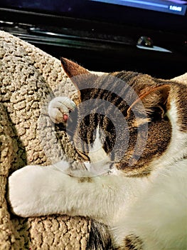 Sleeping Cat Gripping Blanket with Claws