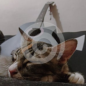 A sleeping cat with guitar