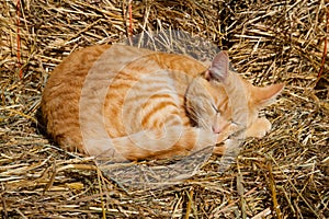 Sleeping cat on haystack