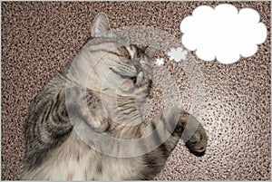A sleeping cat and her dream. Cat thoughts. Free space. The kitten thinks about...