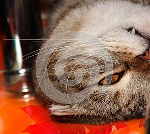 Sleeping cat on his back. Striped friend. A lop-eared grey cat with stripes