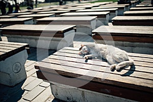 Sleeping cat in Istanbul