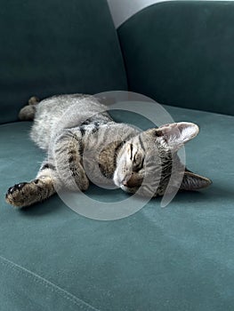 Sleeping cat lying comfortably on a dark green couch. photo