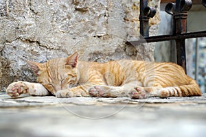 Sleeping cat lying on a step in a temple