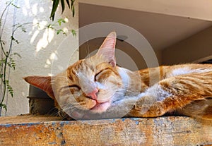 Sleeping cat