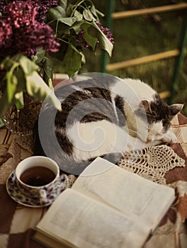 Sleeping cat with open book lilac in vase and tea cup