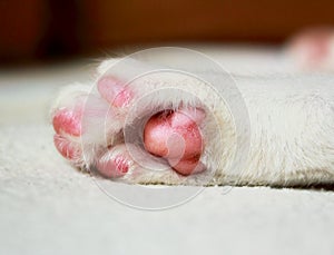 Sleeping cat paw