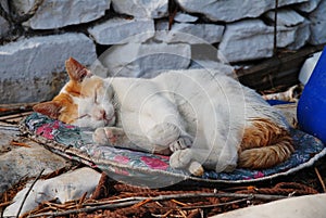 Sleeping cat, Paxos photo