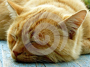 Sleeping cat