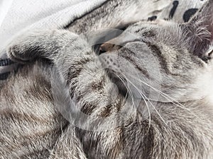 Sleeping cat Relax Comfortable close up