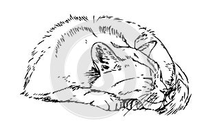Sleeping cat. Sketch
