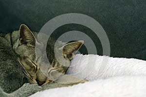 Sleeping cat on white cushion bed