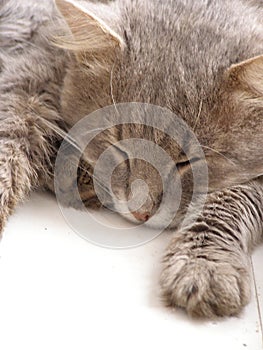 Sleeping cat on window photo