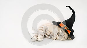 Sleeping cat in the witch hat with toy skeleton on the gray background