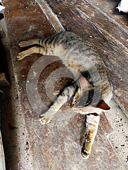 Sleeping cat on the wood after fullfill