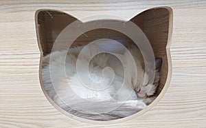Sleeping cat in wooden box
