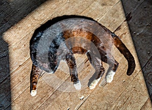 Sleeping cat on wooden floor