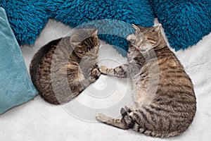 Sleeping cats