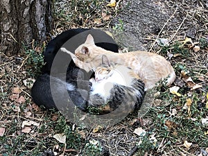 Sleeping cats on the ground