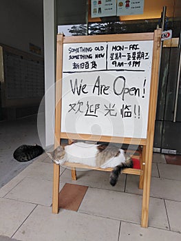 Sleeping cats and signboard