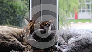 Sleeping cats on the windowsill