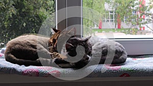 Sleeping cats on the windowsill