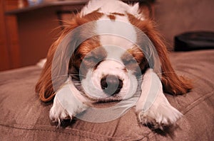 Sleeping Cavalier Puppy Dog