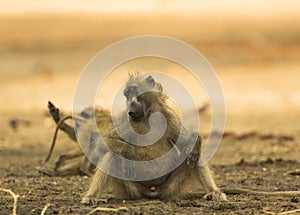 Sleeping Chacma Baboon (Papio ursinus) photo