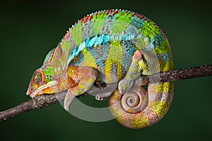 Sleeping Chameleon