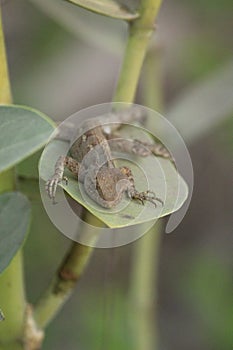 Sleeping chameleon on the leaf