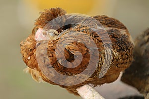 Sleeping chicken photo