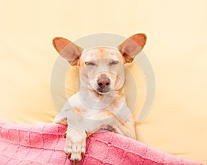 Sleeping chihuahua dog