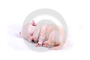 Sleeping chihuahua puppy