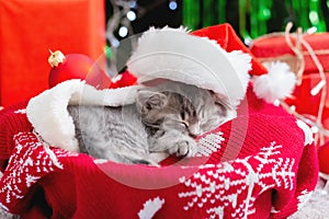 Sleeping Christmas Cat. Beautiful little tabby sleeping kitten, kitty, cat in red Santa Claus hat near Christmas gift boxes and