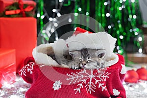 Sleeping Christmas Cat. Beautiful little tabby sleeping kitten, kitty, cat in red Santa Claus hat near Christmas gift boxes and