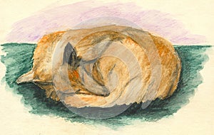 Sleeping collie dog. Watercolor