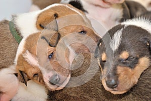 Sleeping collie puppies