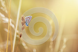 Sleeping Common Blue butterfly, Polyommatus icarus during sunset