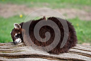 Sleeping common lotor raccoon on the tree truk