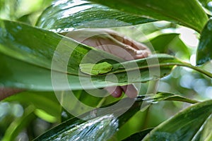 Sleeping Costa Rican Red Eyed Tree Frog Agalychnis callidryas. Frogs Heaven, Costa Rica, Central America