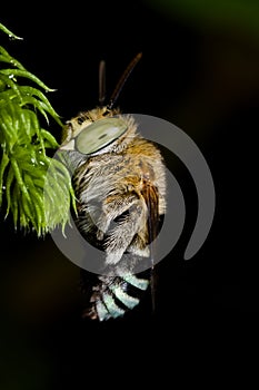 Sleeping cuckoo bee