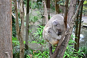 Sleeping Cuddly Koalas