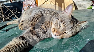 Sleeping Cute Cat. Quality photo