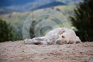 Sleeping cute dog