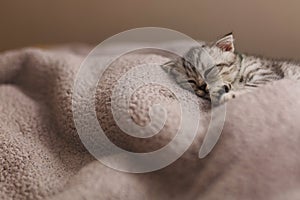 Sleeping cute gray kitten on the bed.Lop-eared Scottish cat