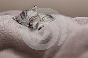 Sleeping cute gray kitten on the bed.Lop-eared Scottish cat