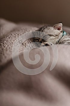 Sleeping cute gray kitten on the bed.Lop-eared Scottish cat